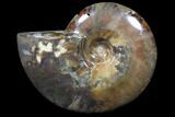 Flashy Red Iridescent Ammonite - Wide #81844-1